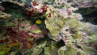 Adorable Juvenile Yellow Boxfish In The Maldives 197