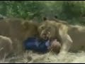 Lion Attack From Savage Man Savage Beast Full Sequence