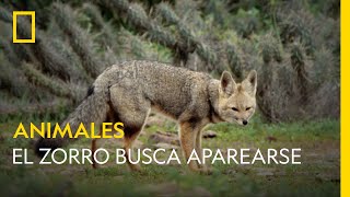 El Zorro Busca Aparearse National Geographic España