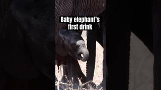 Baby Elephants First Drink