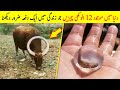 Things You Will See For The First Time In Your Life | Ajeeb o Ghareeb Cheeze (Hindi/Urdu)