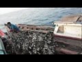 Bojoangeun Rumpon - Fish Aggregating Devices ( FADs ) artifical reef