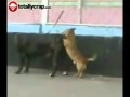 Piccolo cane si accoppia con uno grande e incredibile destrezza !
