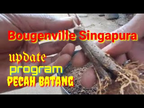 update : Perkembangan Program pecah batang Bougenville Singapura
