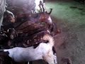 rajasthan goat farming