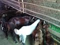 rajasthan goat farming