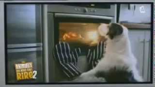 Les animaux qui nous font rire Mdr
