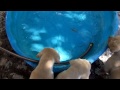 labradors