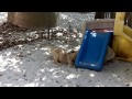 labradors