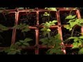 Cucumber and Tomato Plants grown from seed using Jump Start System