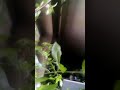 Ташкарида кор ичкарида бахор