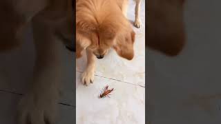 Cesur Yavru Köpek Dertleri Cesurca Savaşır. Tatlı Den Retriever Komiktir. Kim Onu Yok