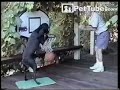 pettube