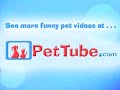 pettube