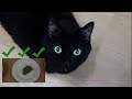 N2 the Talking Cat: Episode 13 Cat Nip Interactive