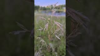 Bromus Inermis - A True Gr