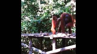 Mother Orangutan At Feeding Platform.