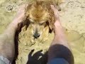 Stone dog