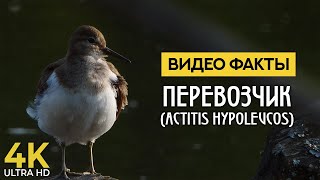 Кулик-Перевозчик - Познавательные Факты Об Интересных Птицах - Видео О Природе 4К