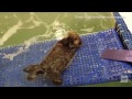You 'otter' watch this baby sea pup!