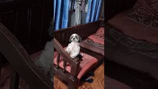 Dog Waits For Her Turn To Dance Viralhog
