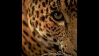 Watch Ry Cooder 3 Cool Cats video