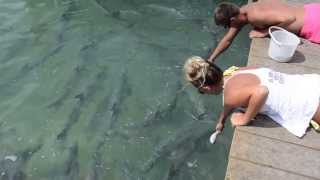 Y Girl In Yellow Bikini Gets Hand Bitten By A Huge Giant Tarpon At Robbies