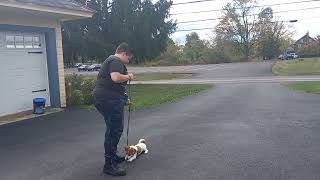 Betty- Jack Russell Terrier- Bpf Board And Train- Wk3 D3- Leash Outside In Driveway