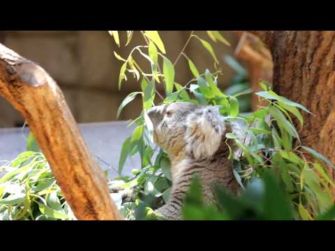 チロル　（コアラ）　：2010年6月12日、東山動物園（名古屋）　その２