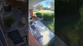 Tiger Attacks Man But His Dog Saves Him Just In Time