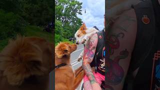 Biking Dogs Meet A Grizzly Bear