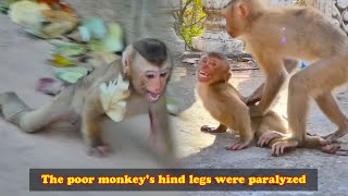 After Being Bitten By A Male Monkey, The Baby Monkeys Lower Limbs Were Completely Paralyzed