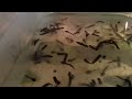 How to care for tadpoles