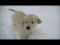 golden retreiver