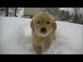 golden retreiver