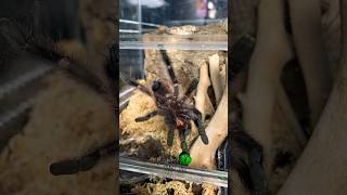 Versicolor Tarantula Feeding