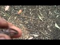 Fisher F2 Metal Detecting Silver Again.....