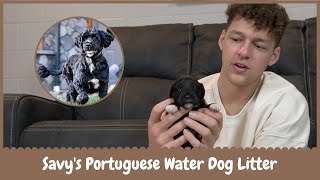Savy's AKC Portuguese Water Dog Litter Reveal