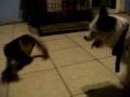 Miehiera the Arctic Fox vs Jack the Dog