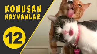 Konuşan Hayvanlar Komik Kedi Videoları