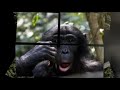 DRC Bonobos August 2009