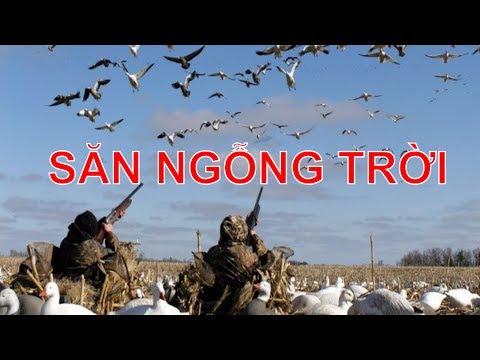 Săn vịt trời, săn ngỗng trời chuyên nghiêp của các cao thủ thợ săn nước ngoài. Thế mới gọi là đi săn
