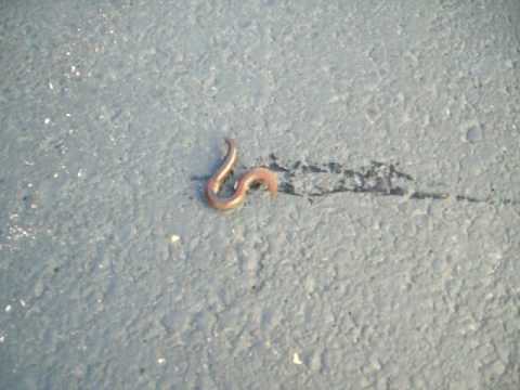 Candid worm