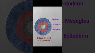 Mesoglea,Endoderm