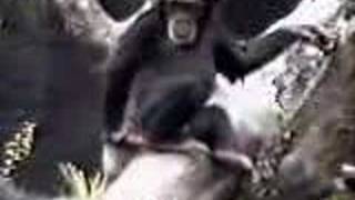 singe marrant