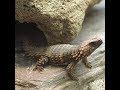 𝗰𝗲 𝗹𝗲𝘇α𝗿𝗱 𝗲ѕт 𝗷υѕт𝗲 𝗠𝗔𝗚𝗡𝗜𝗙𝗜𝗤𝗨𝗘 ! ( Ouroborus cataphractus )