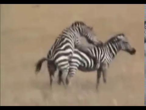 Zebra male trying to make little zebras...