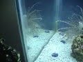 Lion Fish Eating