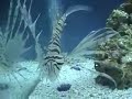 Lion Fish Eating