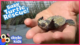 Lady Protects Turtle Eggs From Danger Until The Little Babies Hatch Rescued Dodo Kids